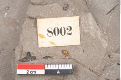 Foto (Detailansicht) von Banksia longifolia Ettingshausen (NHMW-GEO-2024-0188-8002)